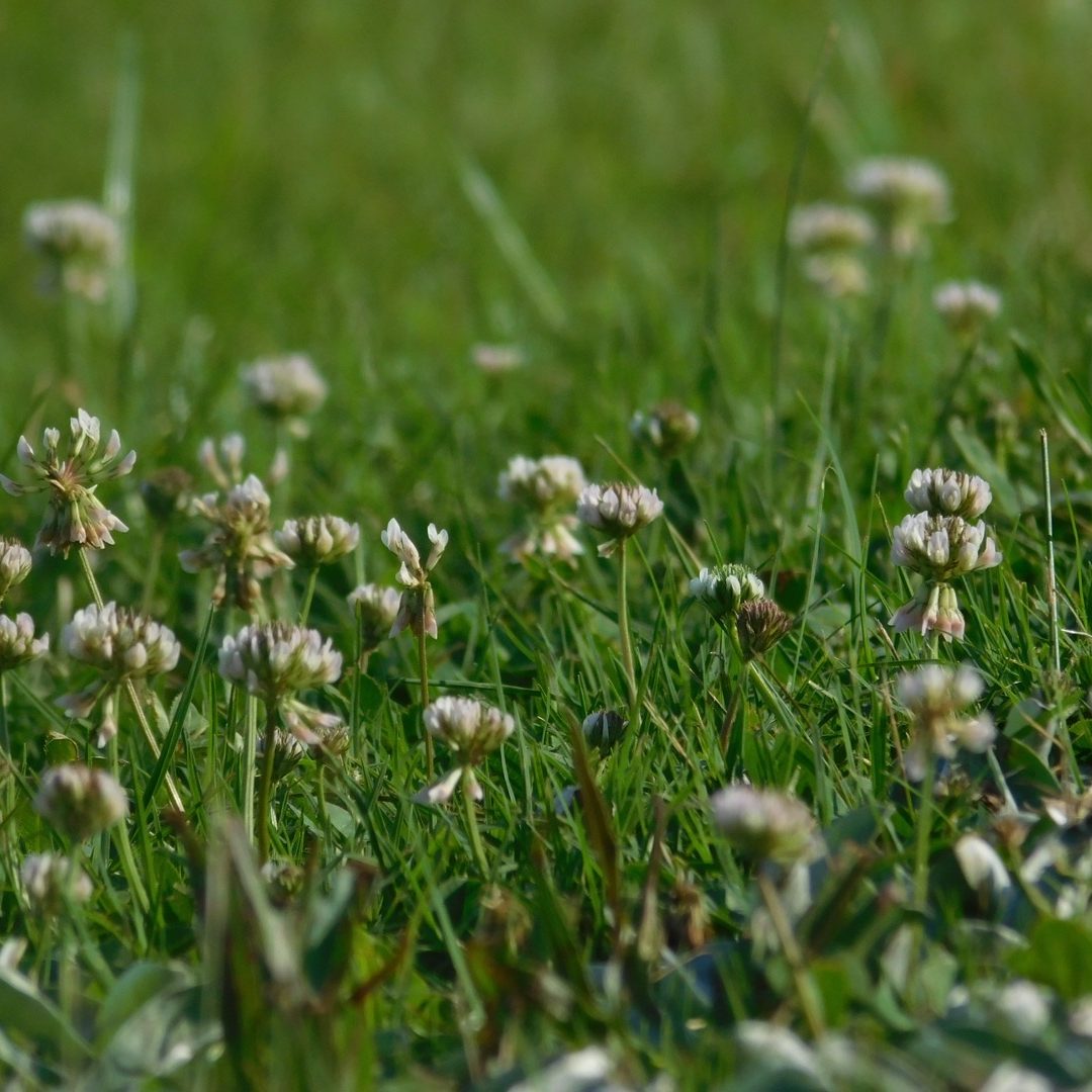 Nurtured Seasons Coaching & Leadership Support Field of clover flowers among lush green grass.