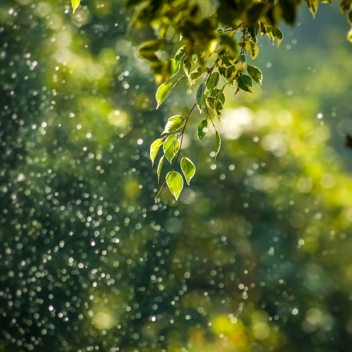 Coaching, Consulting & Retreats for Clarity, Structure and Renewal Sunlight filters through green leaves as raindrops fall in a lush forest.