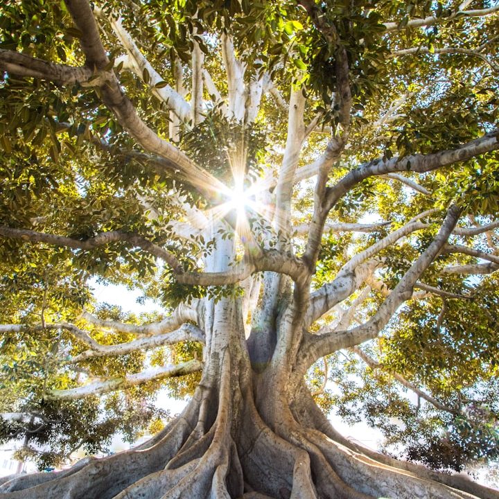 Coaching, Consulting & Retreats for Clarity, Structure and Renewal A large tree with spreading branches and sunlight shining through the leaves.