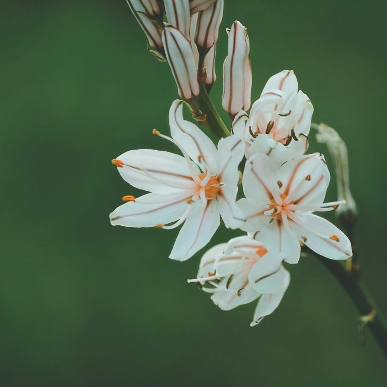 Coaching, Consulting & Retreats for Clarity, Structure and Renewal White flowers with orange accents on a green background.