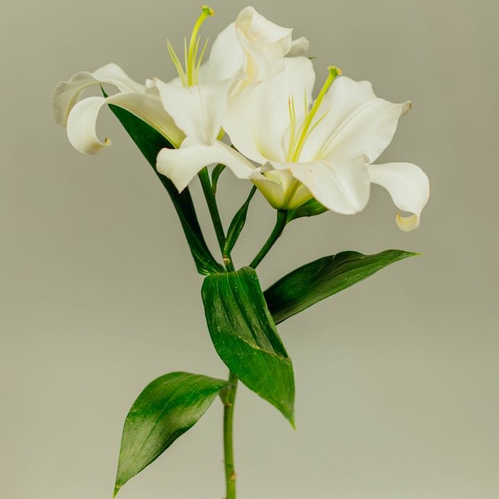 Coaching, Consulting & Retreats for Clarity, Structure and Renewal White lily flowers with green leaves against a soft neutral background.