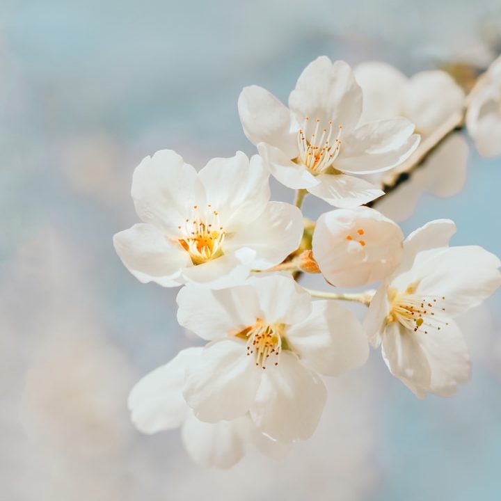Coaching, Consulting & Retreats for Clarity, Structure and Renewal Delicate white cherry blossoms with a soft blue background.